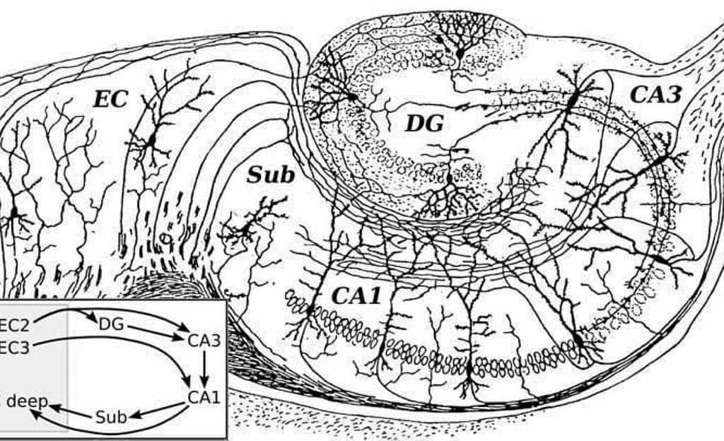Hippocampus Predicts Rewards by Reorganizing Memories hippocampus predicts rewards by reorganizing memories