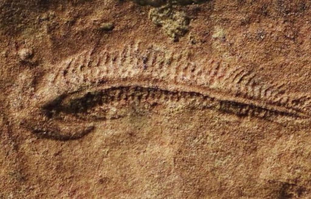 Earliest Evidence of Right-Handedness Found earliest evidence of right handedness found