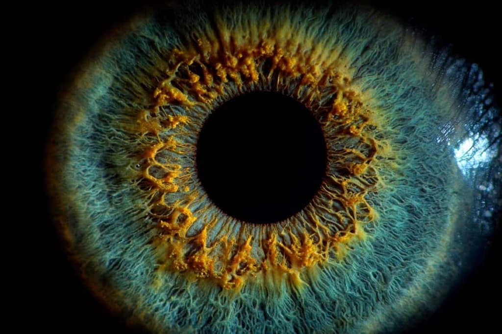 Night-Vision Disorders Share a Surprising Cellular Trigger night vision disorders share a surprising cellular trigger