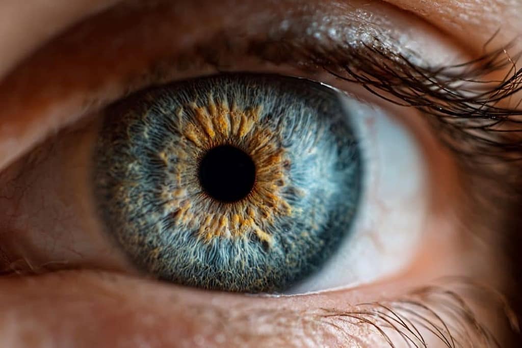 How the Eye Develops Sharp Vision how the eye develops sharp vision