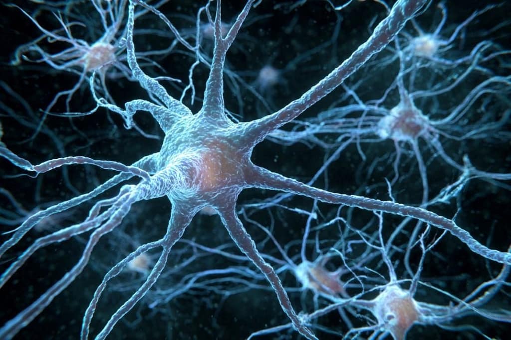 Alzheimer’s Risk Gene Shrinks Neurons alzheimer’s risk gene shrinks neurons