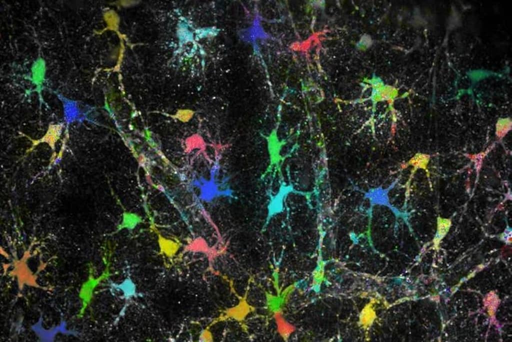 Astrocyte Sodium Levels Vary to Match Local Synaptic Needs astrocyte sodium levels vary to match local synaptic needs