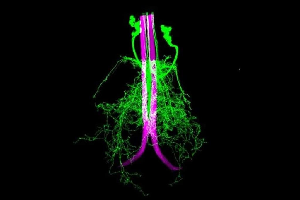 Axo-Axonic Synapses Drive Split-Second Fly Escape Reflexes axo axonic synapses drive split second fly escape reflexes