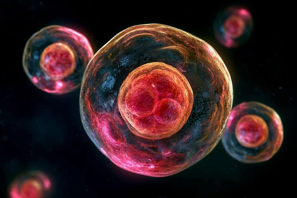 Autophagy Decline in Older Moms Halts Embryo Development autophagy decline in older moms halts embryo development
