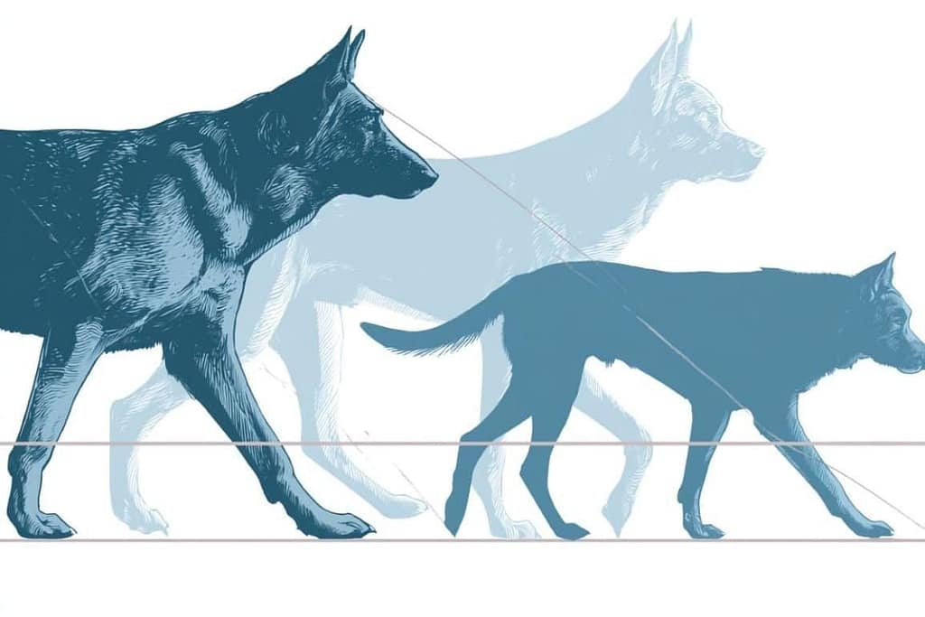 Canine Cognitive Decline Alters Gait canine cognitive decline alters gait