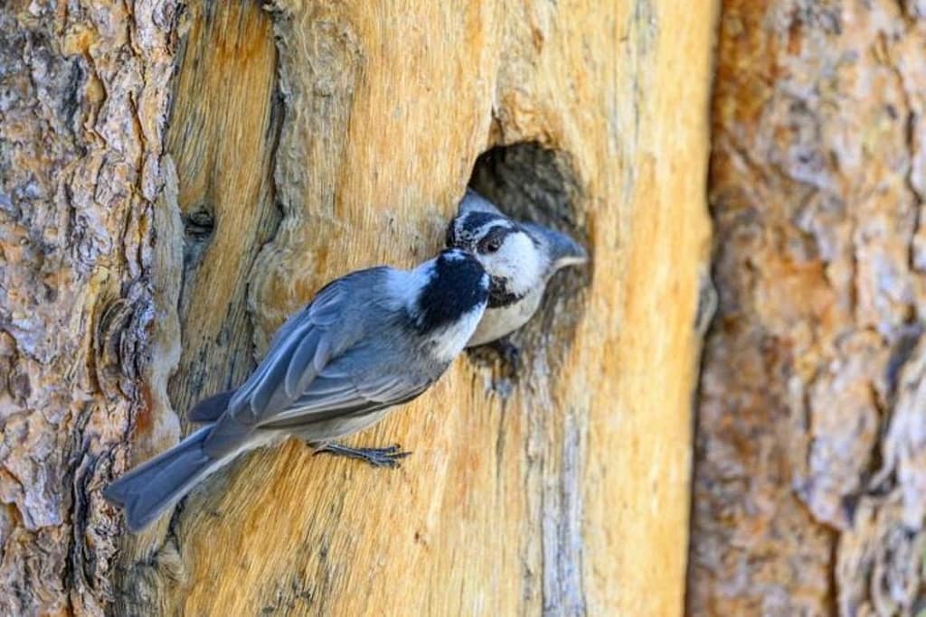 Chickadees Sneak Around for Brains, Not Just Brawn chickadees sneak around for brains, not just brawn