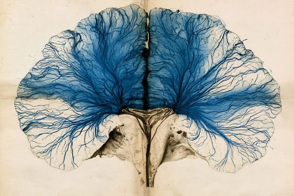 150-Year-Old Neuroanatomy Mystery Confirmed via MRI 150 year old neuroanatomy mystery confirmed via mri