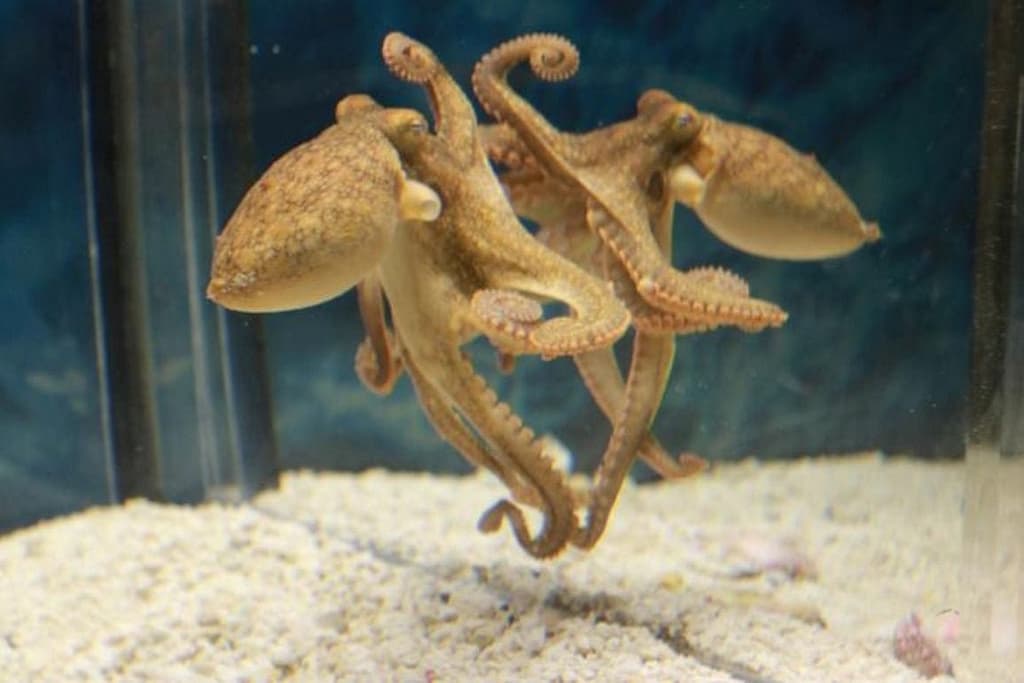 Octopuses Can Use Mirrors to Find Food octopuses can use mirrors to find food