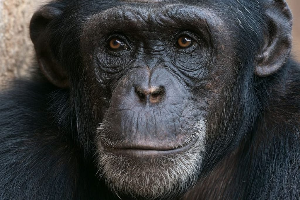 Great Apes Shatter Human Models of Social Intelligence great apes shatter human models of social intelligence