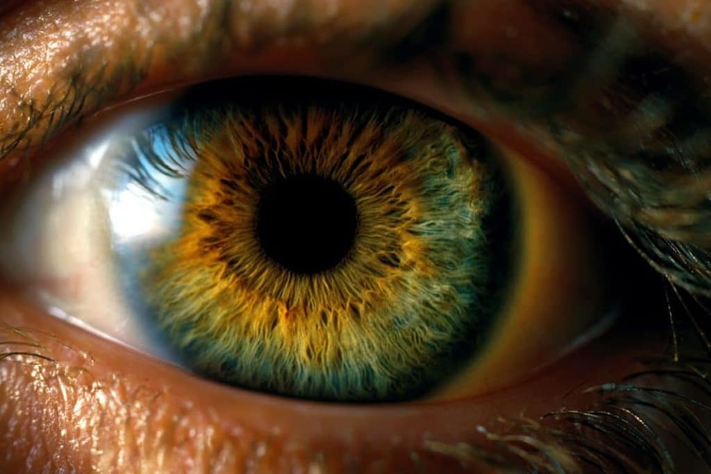 Researchers Grow Rare Eye Vessel Cells to Halt Vision Loss researchers grow rare eye vessel cells to halt vision loss