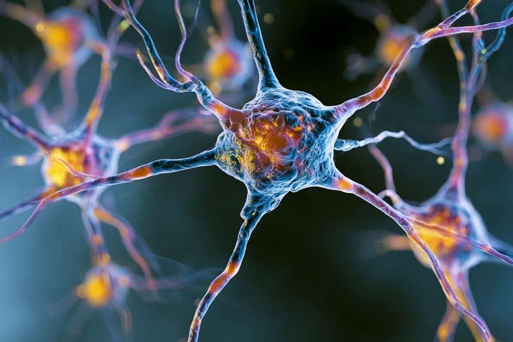 Immune Receptor TREM-1 Amplifies Neuroinflammation immune receptor trem 1 amplifies neuroinflammation