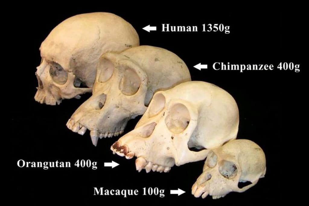 Study Supports and Expands the Primate Brain Lag Hypothesis study supports and expands the primate brain lag hypothesis