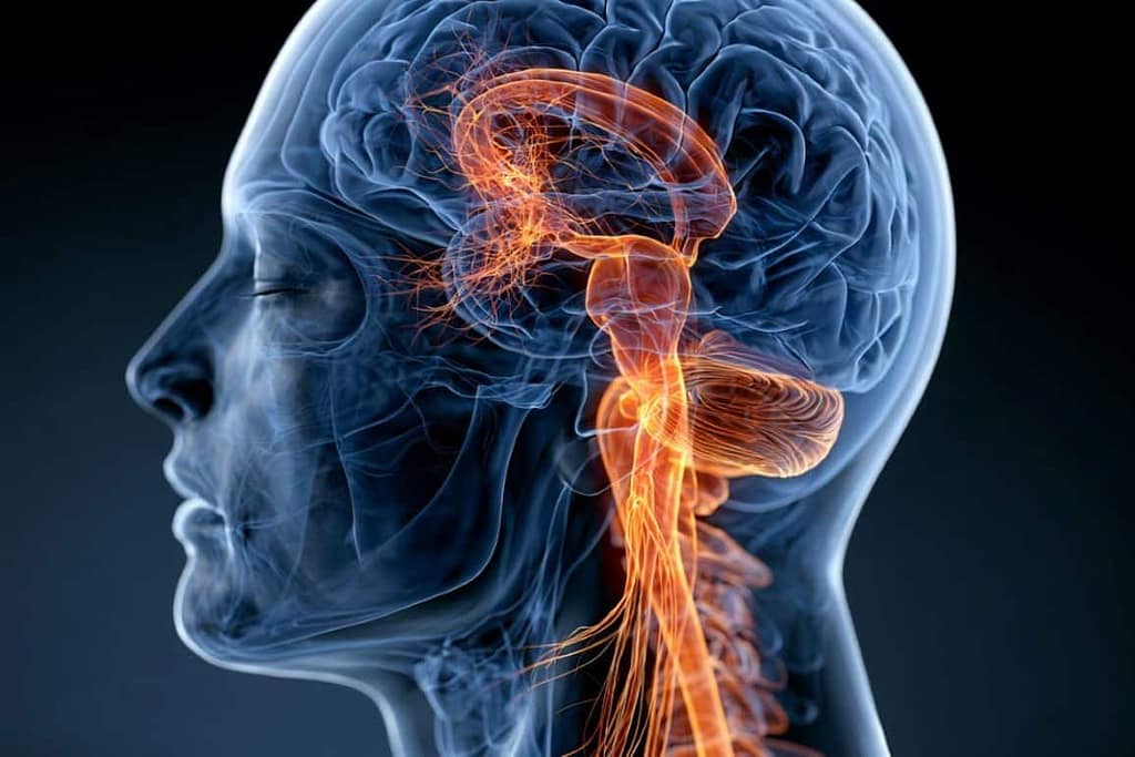 Key to Fighting Brain Tumors Lives in the Neck key to fighting brain tumors lives in the neck