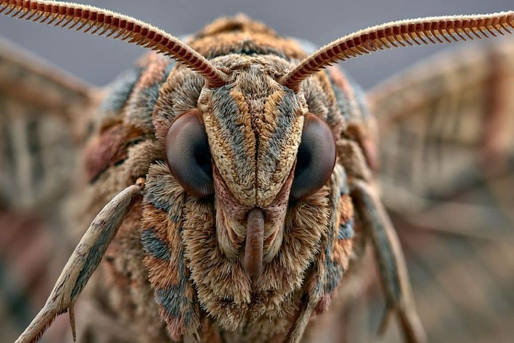Moths Pair Dominant Eyes with Proboscis to Save Brain Power moths pair dominant eyes with proboscis to save brain power