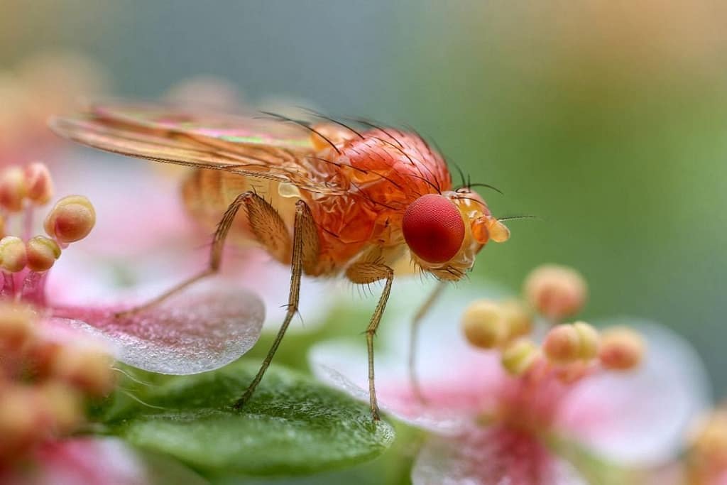Fruit Flies Use Memory to Track Smells fruit flies use memory to track smells