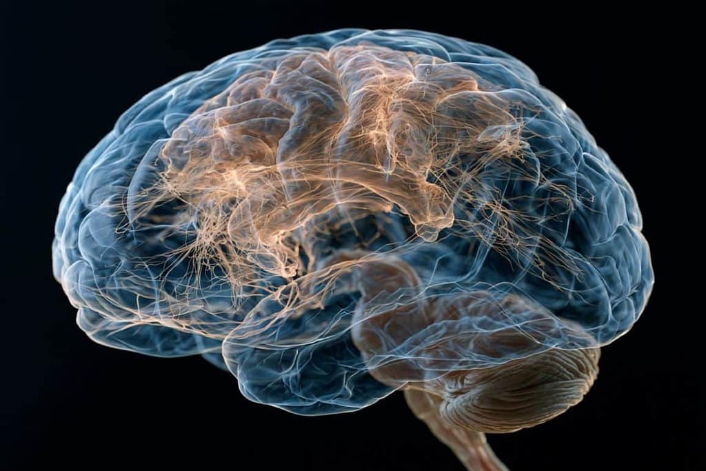 Tau Buildup in PSP Affects Distant Thinking Brain Networks tau buildup in psp affects distant thinking brain networks