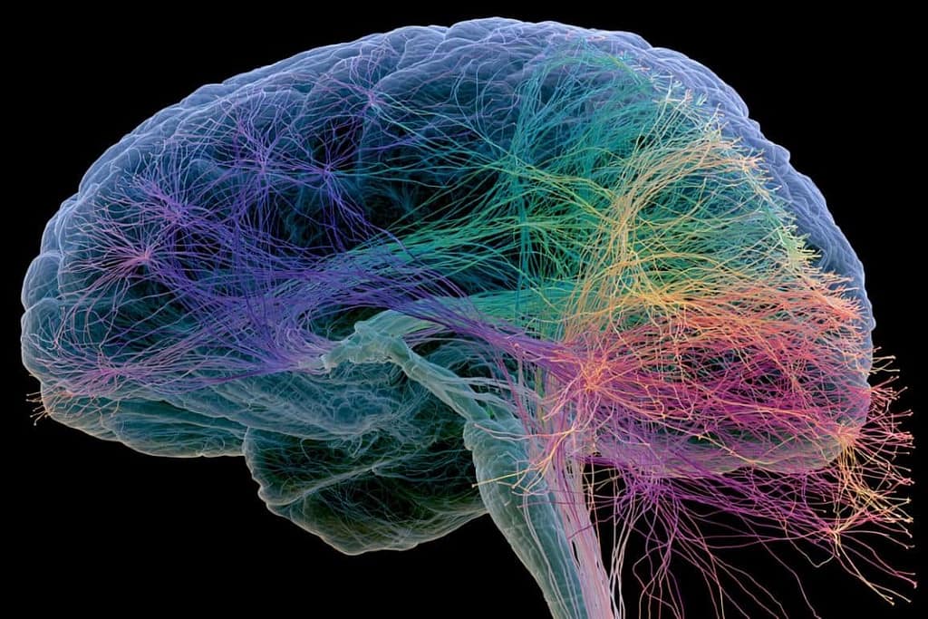 Study Maps Brain Stem Networks to Help Patients Regulate PTSD study maps brain stem networks to help patients regulate ptsd