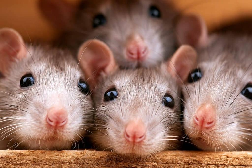 Rats Display Genuine Empathy rats display genuine empathy