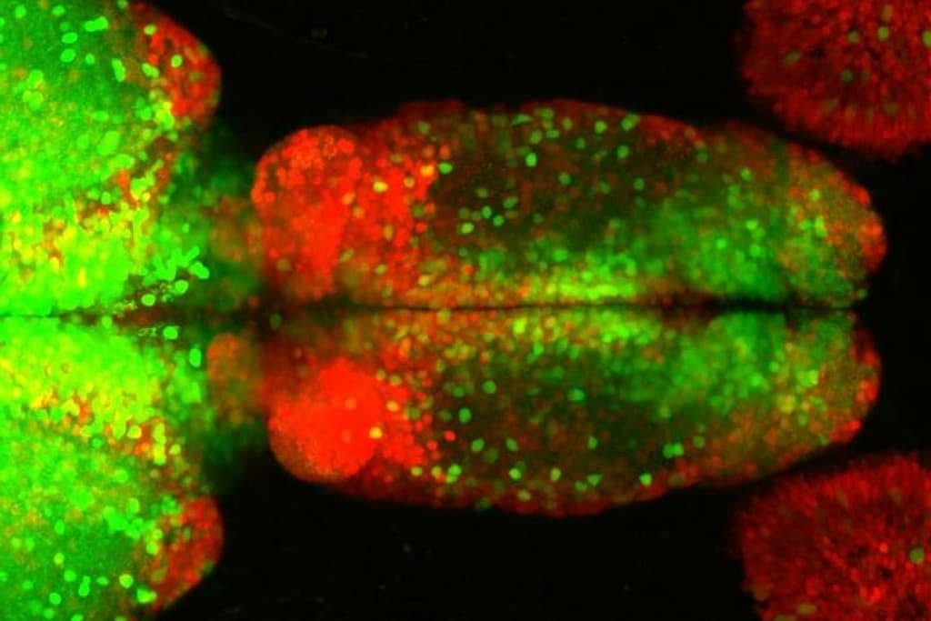 Zebrafish Brain Features Mammalian-Like Sensory Sorting zebrafish brain features mammalian like sensory sorting