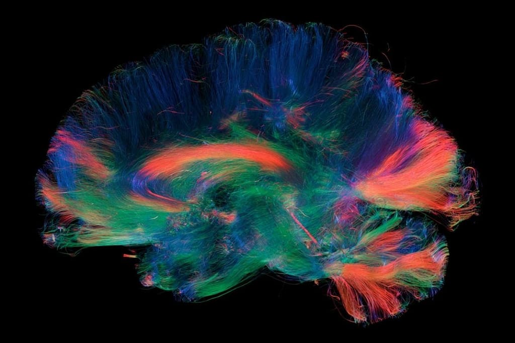 Receptor Density Shapes Whole-Brain Network Dynamics receptor density shapes whole brain network dynamics