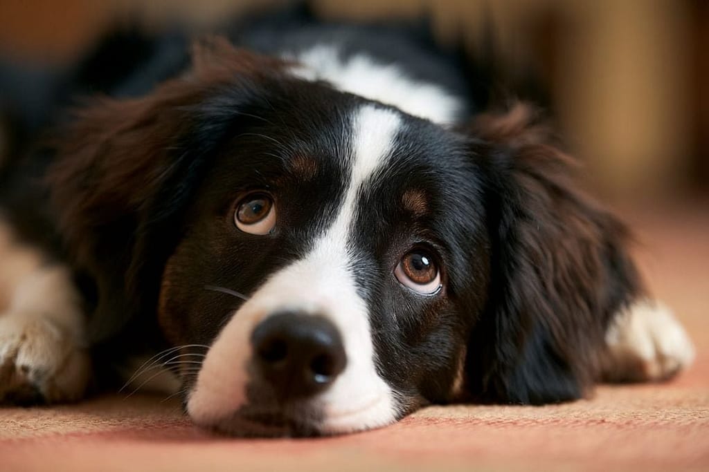 Dog Brains Differentiate Human Anger, Fear, and Sadness dog brains differentiate human anger, fear, and sadness