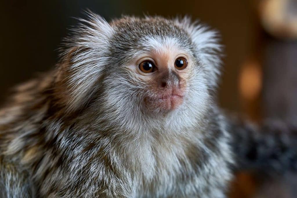 Marmoset Genome Unlocks Alzheimer’s Insights marmoset genome unlocks alzheimer’s insights
