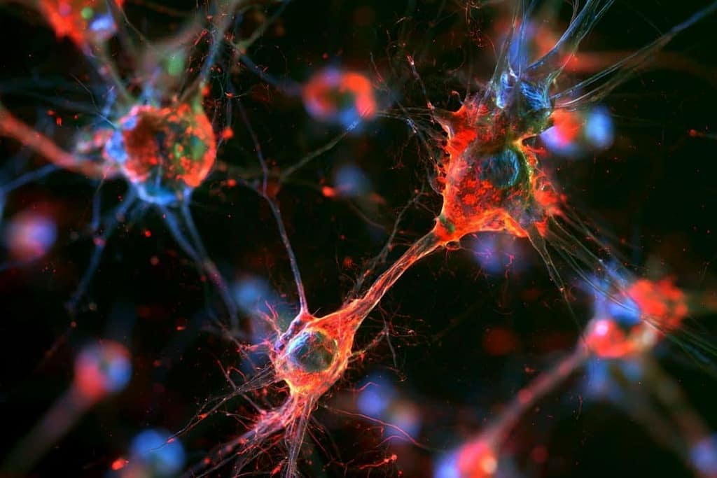 Peripheral Blood Cells Replenish Aging Human Microglia peripheral blood cells replenish aging human microglia