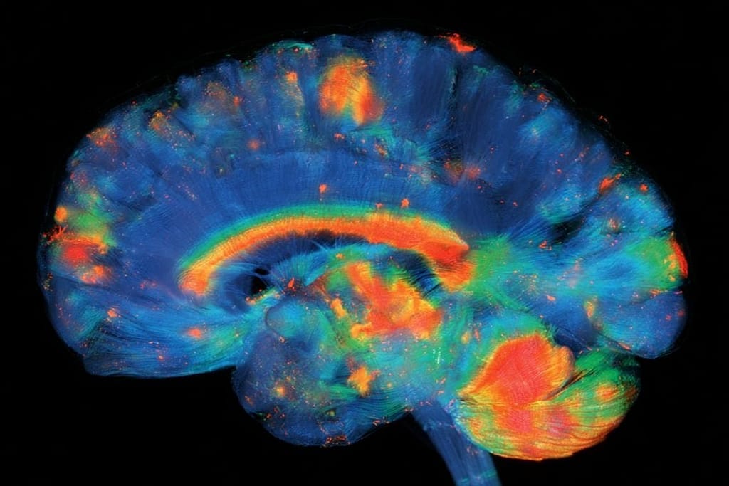 Neural Mechanism Behind Goal-Directed Behavior Revealed neural mechanism behind goal directed behavior revealed